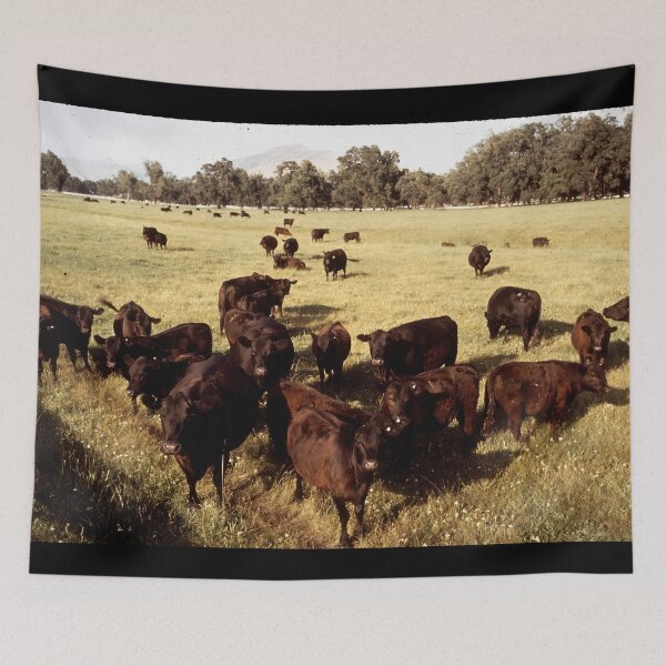 Item preview, Angus Cow - Angus Cattle - Angus Beef designed and sold by animal-animal.