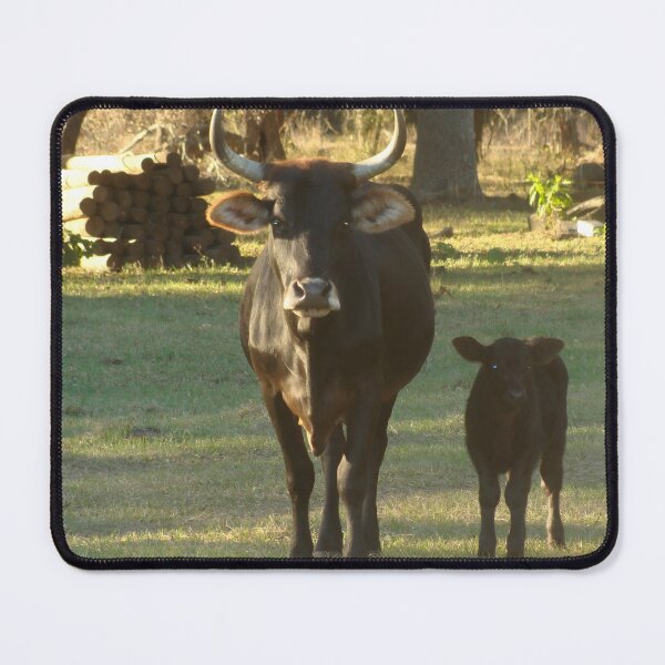 Item preview, Angus Cow - Angus Cattle - Angus Beef designed and sold by animal-animal.