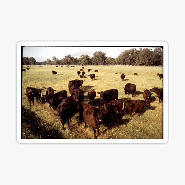 Artikel-Vorschau von Angus Cow - Angus Cattle - Angus Beef, designt und verkauft von animal-animal.