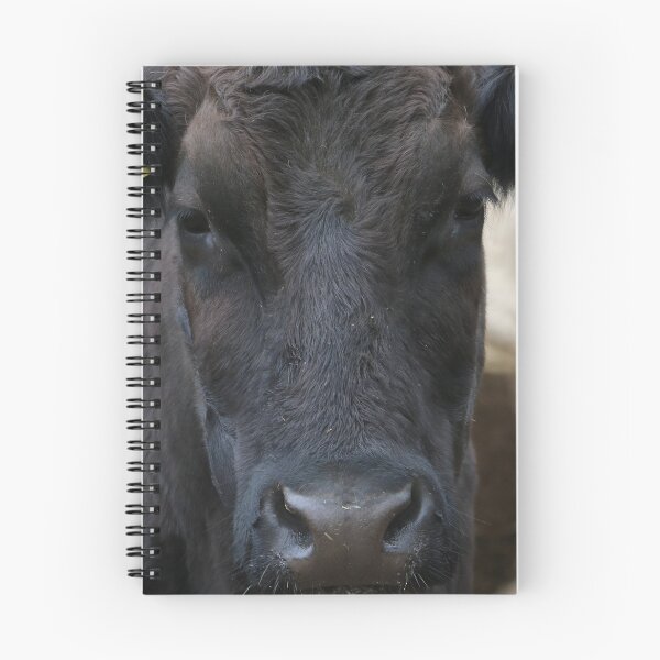 Item preview, Angus Cow - Angus Cattle - Angus Beef designed and sold by animal-animal.