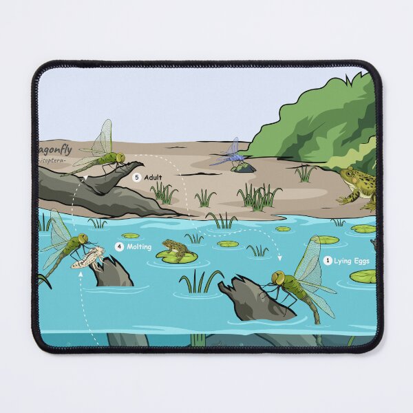 Item preview, Life Cycle of Dragonfly with its habitat designed and sold by Jagat Satwa.