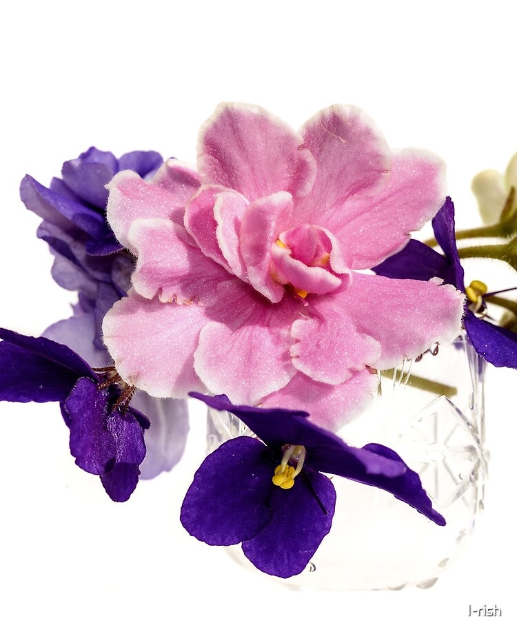 Funda y vinilo para iPad «ramo de flores violetas fondo blanco» de I-rish |  Redbubble