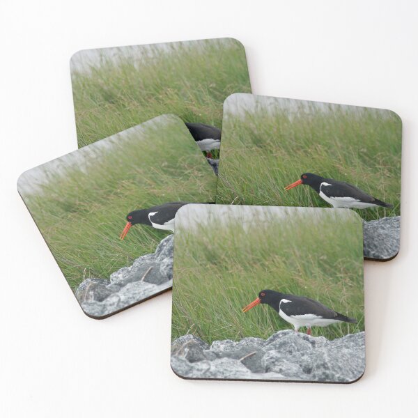 Item preview, Oyster catcher designed and sold by Calidris Fotografie Steffi & Ben Köppler.