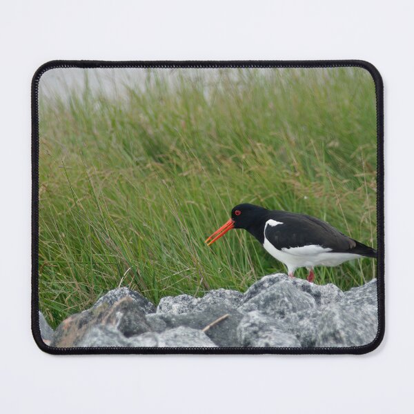 Item preview, Oyster catcher designed and sold by Calidris Fotografie Steffi & Ben Köppler.