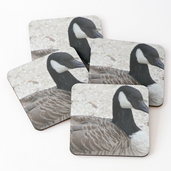 Item preview, Canada goose designed and sold by Calidris Fotografie Steffi & Ben Köppler.