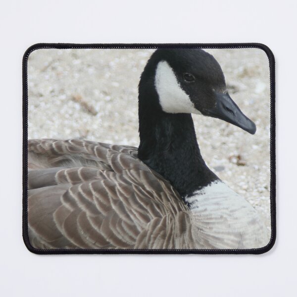 Item preview, Canada goose designed and sold by Calidris Fotografie Steffi & Ben Köppler.