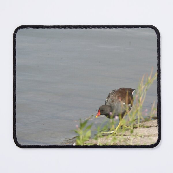 Item preview, Hiding behind the bush designed and sold by Calidris Fotografie Steffi & Ben Köppler.