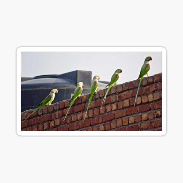 Parrots Sticker