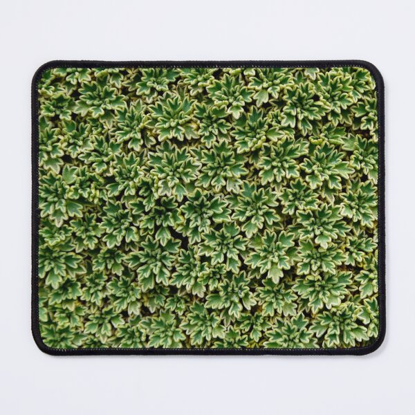 Item preview, Delicate alpine plants in Patagonia designed and sold by stevepaint.