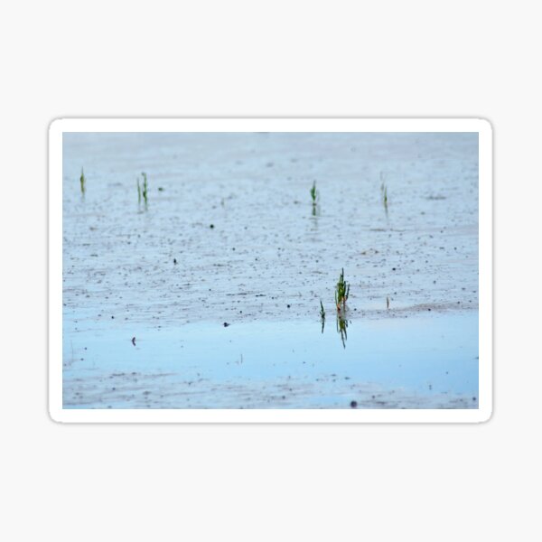 Item preview, Common Glasswort designed and sold by Calidris Fotografie Steffi & Ben Köppler.