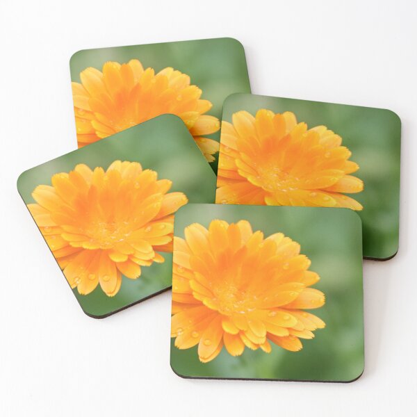 Item preview, Pot Marigold designed and sold by Calidris Fotografie Steffi & Ben Köppler.