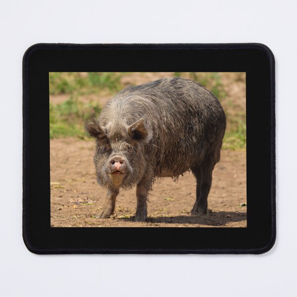 Item preview, Happy as a Black Berkshire pig in dirt designed and sold by bailey-cooper.