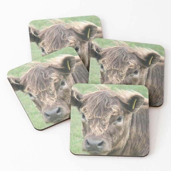 Item preview, Galloway Calf designed and sold by Calidris Fotografie Steffi & Ben Köppler.