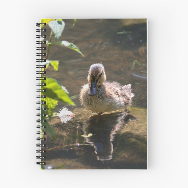 Artikelvorschau, Entchen entworfen und verkauft von Calidris Fotografie Steffi & Ben Köppler.