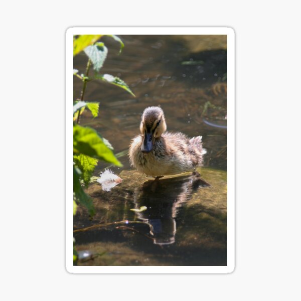 Artikel-Vorschau von Entchen, designt und verkauft von Calidris Fotografie Steffi & Ben Köppler.