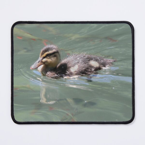 Item preview, Baby Mallard on Fish Pond designed and sold by Calidris Fotografie Steffi & Ben Köppler.