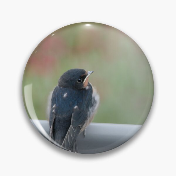 Item preview, Barn Swallow-Baby designed and sold by Calidris Fotografie Steffi & Ben Köppler.