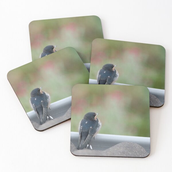 Item preview, Barn Swallow-Baby designed and sold by Calidris Fotografie Steffi & Ben Köppler.