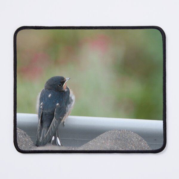 Item preview, Barn Swallow-Baby designed and sold by Calidris Fotografie Steffi & Ben Köppler.