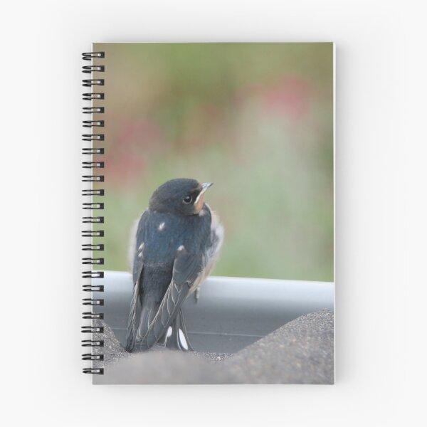 Item preview, Barn Swallow-Baby designed and sold by Calidris Fotografie Steffi & Ben Köppler.
