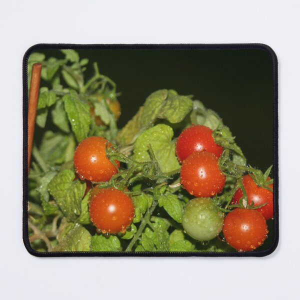 Item preview, Tomatoes and Rain designed and sold by Calidris Fotografie Steffi & Ben Köppler.