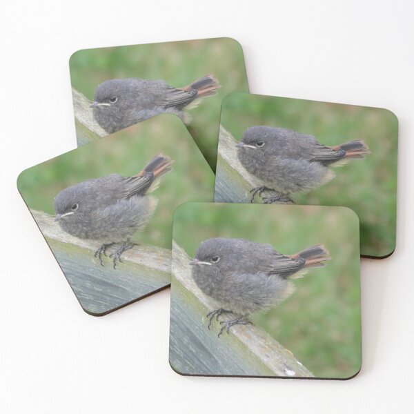 Item preview, Baby Black Redstart designed and sold by Calidris Fotografie Steffi & Ben Köppler.