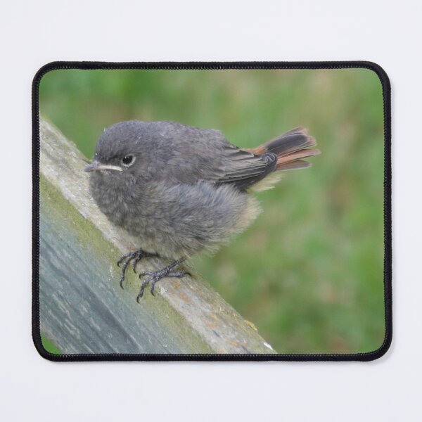 Item preview, Baby Black Redstart designed and sold by Calidris Fotografie Steffi & Ben Köppler.