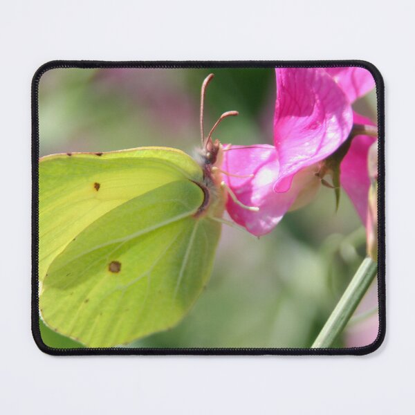 Item preview, Common Brimstone designed and sold by Calidris Fotografie Steffi & Ben Köppler.