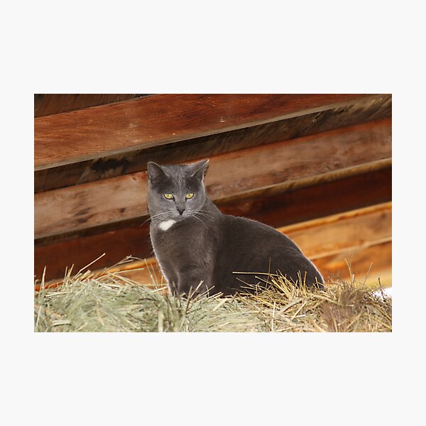 Barn cat Photographic Print