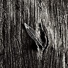 «Solo los huesos quedarán» de Andrew Smyth