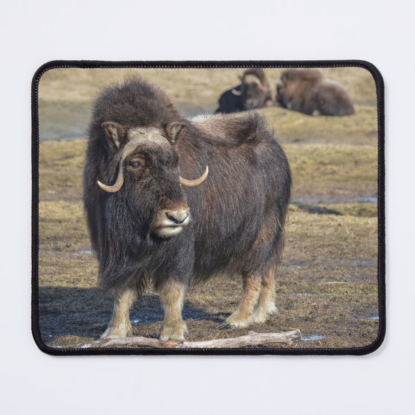 Item preview, Arctic Muskox designed and sold by AlsknMommaBear2.
