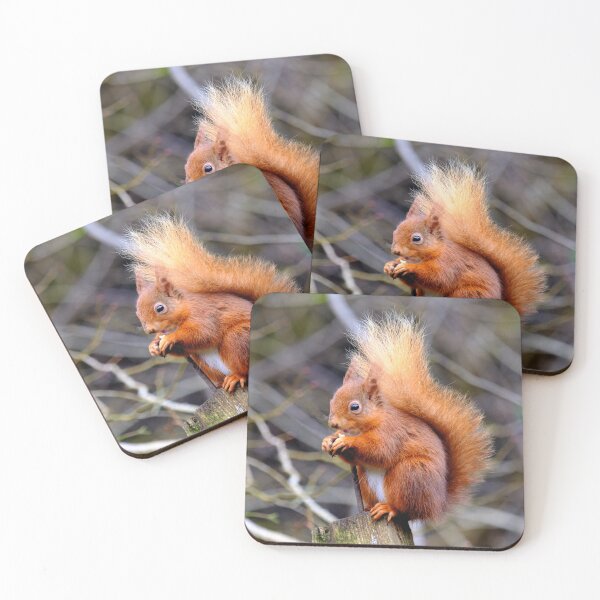 Item preview, Red Squirrel. designed and sold by AlbaPhotography.