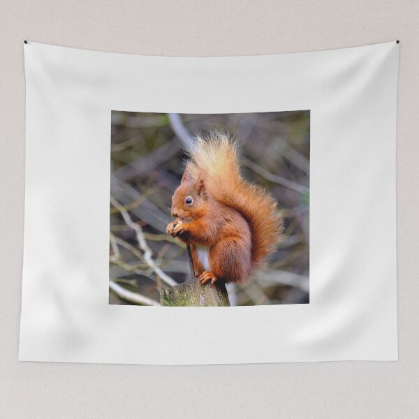 Item preview, Red Squirrel. designed and sold by AlbaPhotography.