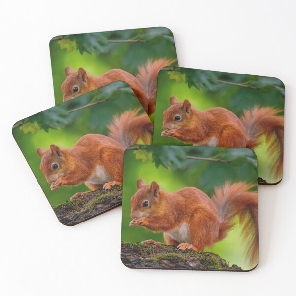 Item preview, Red squirrel perched on a branch, feeding itself. designed and sold by bailey-cooper.