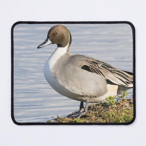 Item preview, Pintail designed and sold by LaurenTucker.