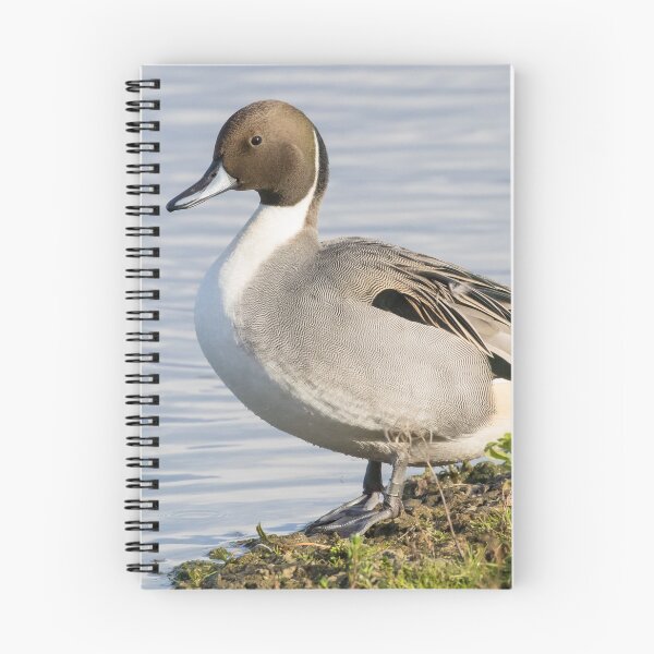 Item preview, Pintail designed and sold by LaurenTucker.
