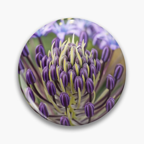 Item preview, Scilla Peruviana - Portuguese Squill - RHS Garden Wisley - Surrey - English Gardens designed and sold by LucaRocchini.