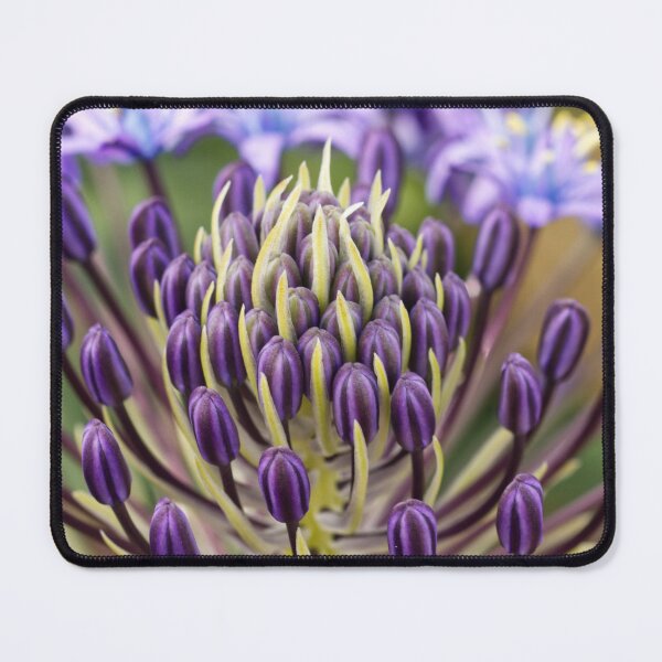 Item preview, Scilla Peruviana - Portuguese Squill - RHS Garden Wisley - Surrey - English Gardens designed and sold by LucaRocchini.