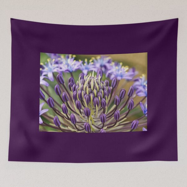 Item preview, Scilla Peruviana - Portuguese Squill - RHS Garden Wisley - Surrey - English Gardens designed and sold by LucaRocchini.