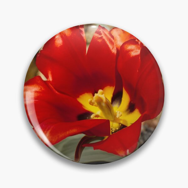 Item preview, Tulipa Agenensis - Eyed Tulip - RHS Garden Wisley - Surrey - English Gardens designed and sold by LucaRocchini.