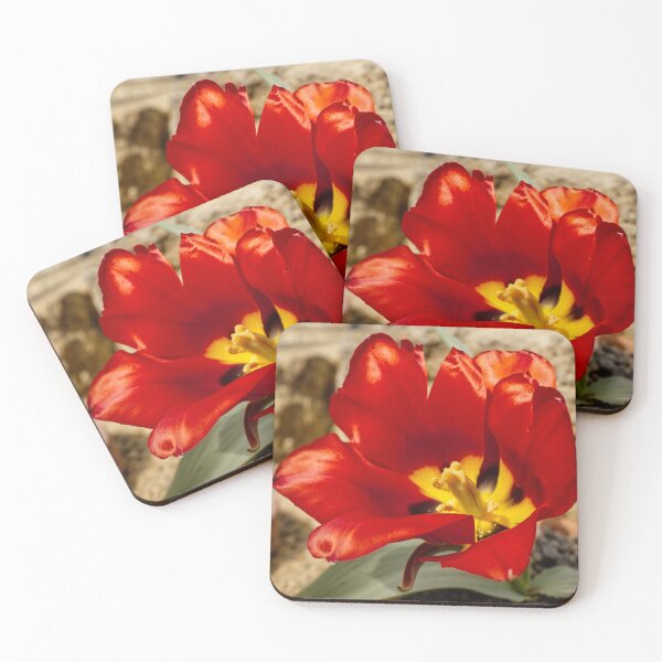 Item preview, Tulipa Agenensis - Eyed Tulip - RHS Garden Wisley - Surrey - English Gardens designed and sold by LucaRocchini.