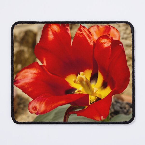 Item preview, Tulipa Agenensis - Eyed Tulip - RHS Garden Wisley - Surrey - English Gardens designed and sold by LucaRocchini.