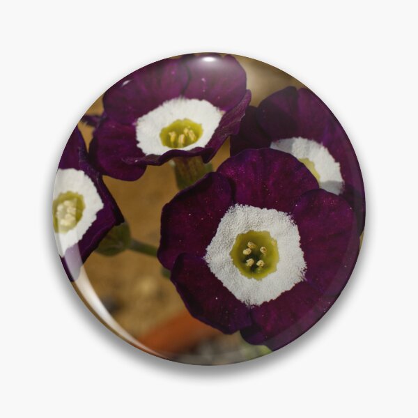 Item preview, Primula Auricula - Bear's Ear - RHS Garden Wisley - Surrey - English Gardens designed and sold by LucaRocchini.