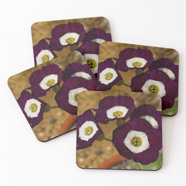 Item preview, Primula Auricula - Bear's Ear - RHS Garden Wisley - Surrey - English Gardens designed and sold by LucaRocchini.