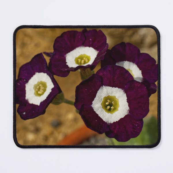 Item preview, Primula Auricula - Bear's Ear - RHS Garden Wisley - Surrey - English Gardens designed and sold by LucaRocchini.