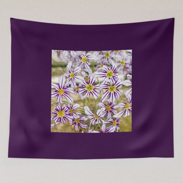 Item preview, Leucocoryne Vittata - Andean Glory of the Sun Lily - RHS Garden Wisley - Surrey - English Gardens designed and sold by LucaRocchini.