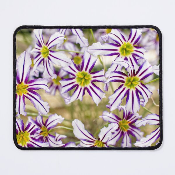 Item preview, Leucocoryne Vittata - Andean Glory of the Sun Lily - RHS Garden Wisley - Surrey - English Gardens designed and sold by LucaRocchini.