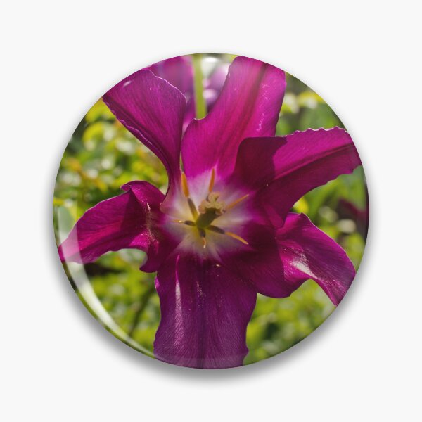 Item preview, Tulipa Gesneriana - Didier's Tulip - RHS Garden Wisley - Surrey - English Gardens designed and sold by LucaRocchini.