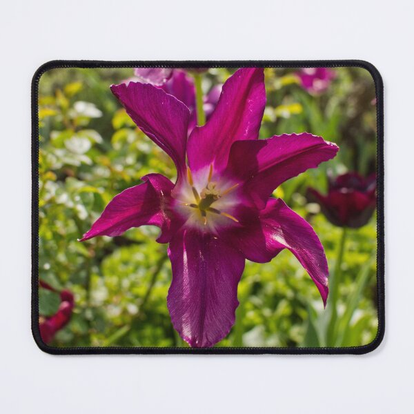Item preview, Tulipa Gesneriana - Didier's Tulip - RHS Garden Wisley - Surrey - English Gardens designed and sold by LucaRocchini.