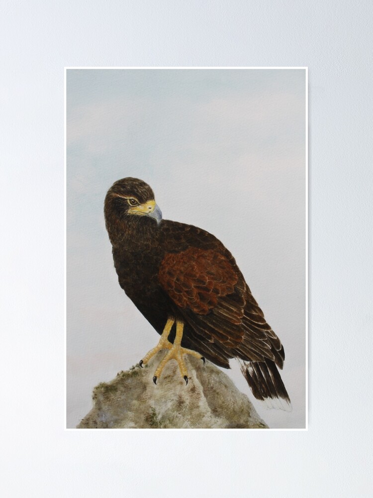 Harris S Hawk Bird Of Prey Perching On Stand Stock Image - Image Of